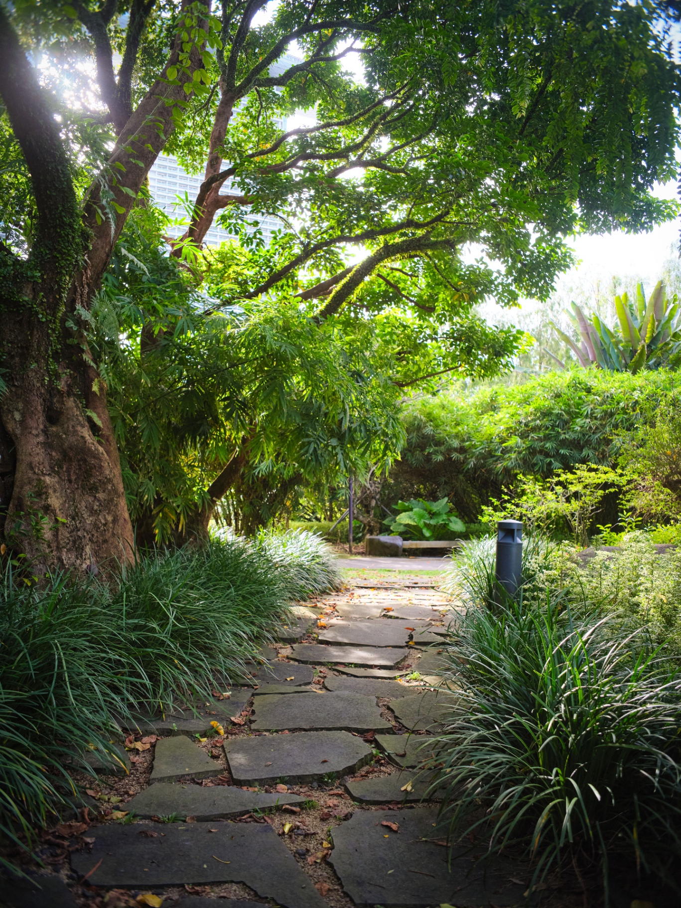 Aangelegde tuin met looppad, bomen en groene beplanting